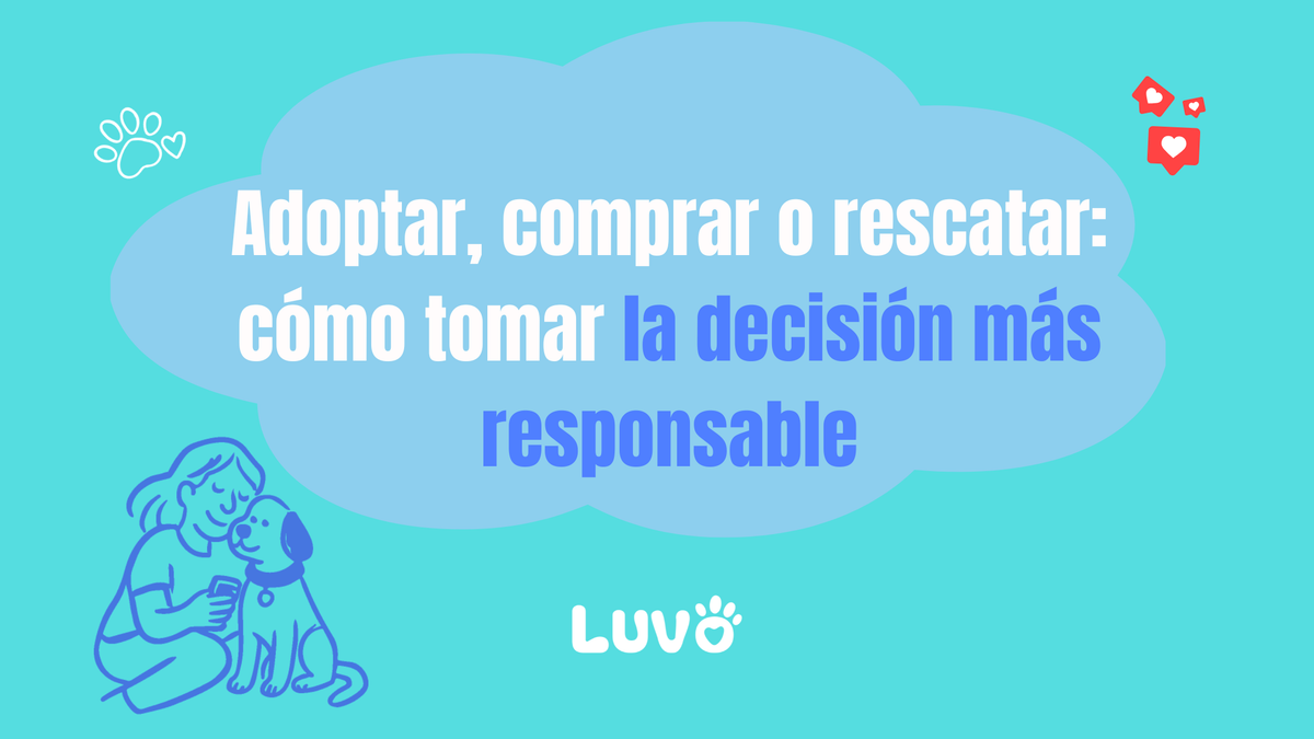 Adoptar, comprar o rescatar: cómo tomar la decisión más responsable