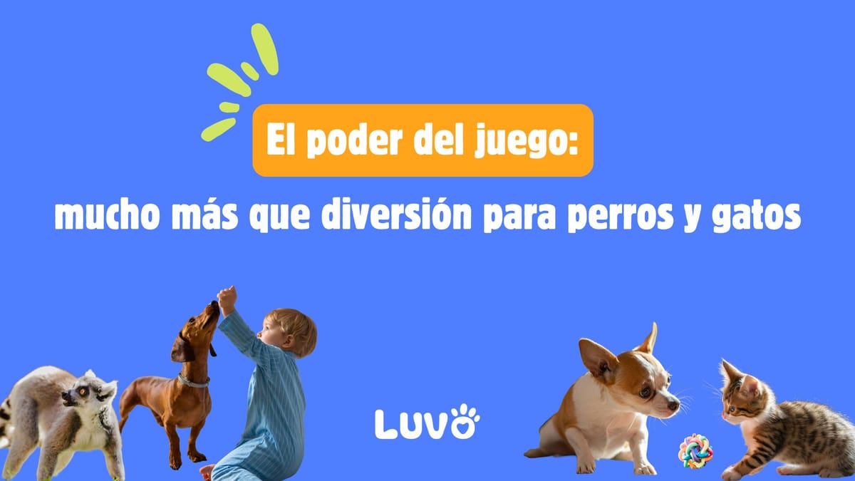 El poder del juego: mucho más que diversión para perros y gatos