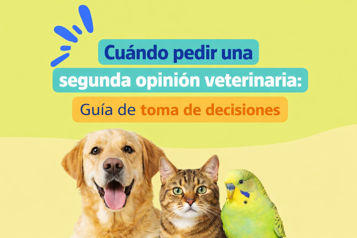 Cuándo pedir una segunda opinión veterinaria: guía de toma de decisiones