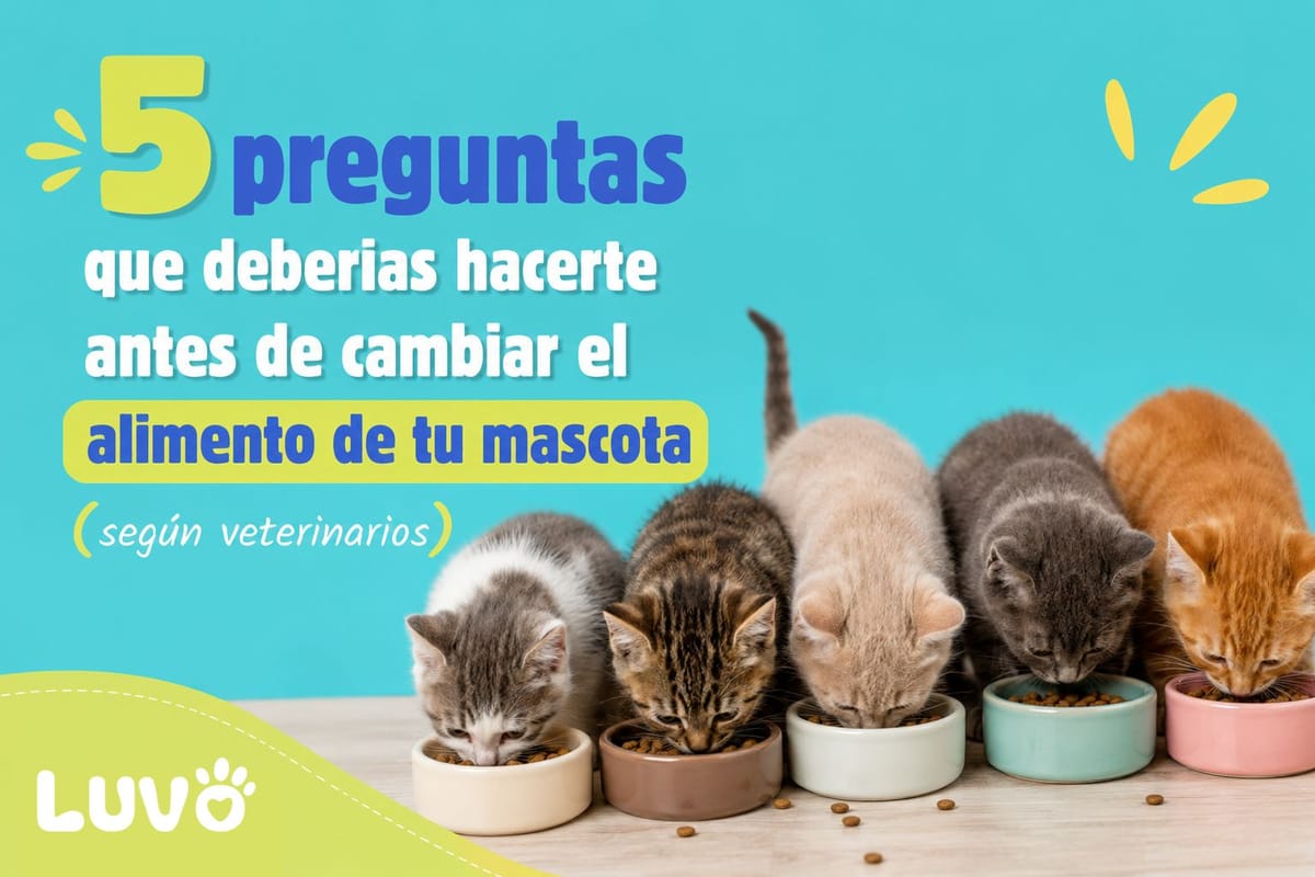 5 preguntas que deberias hacerte antes de cambiar el alimento de tu mascota (según veterinarios y nutricionistas)