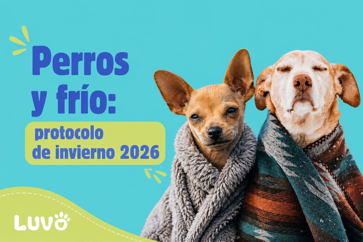 Perros y frío: protocolo de invierno 2026 para saber cuándo necesitan abrigo (y cuándo no)