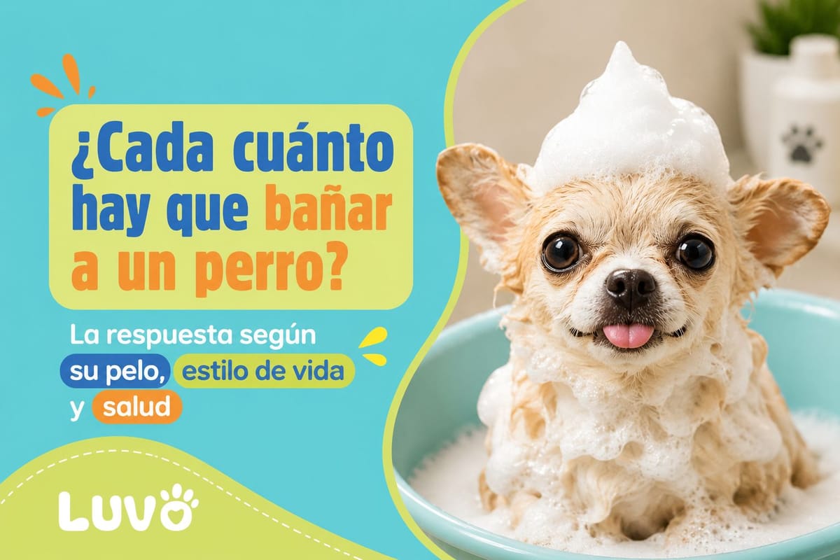 ¿Cada cuánto hay que bañar a un perro? La respuesta cambia según su pelo, estilo de vida y salud