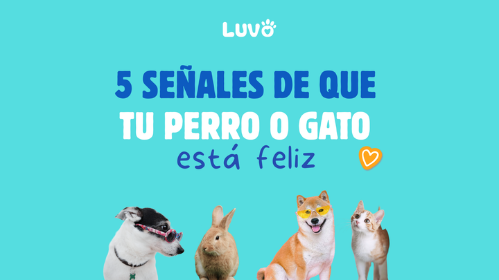5 señales de que tu perro o gato está feliz y sano (y que señales da, cuando no lo está)