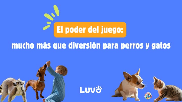 El poder del juego: mucho más que diversión para perros y gatos