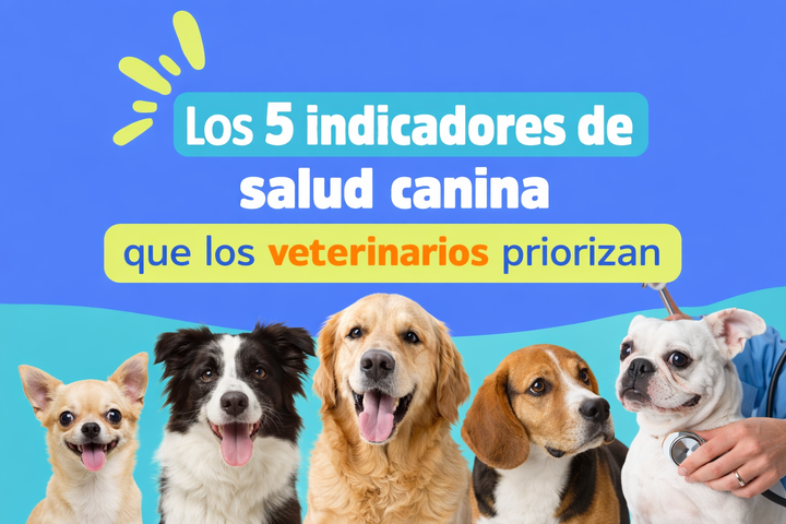 Los 5 indicadores de salud canina que los veterinarios priorizan