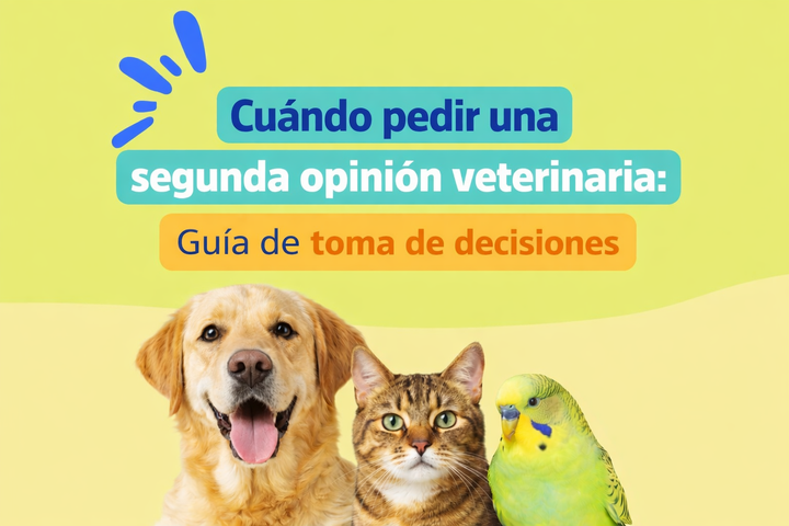 Cuándo pedir una segunda opinión veterinaria: guía de toma de decisiones
