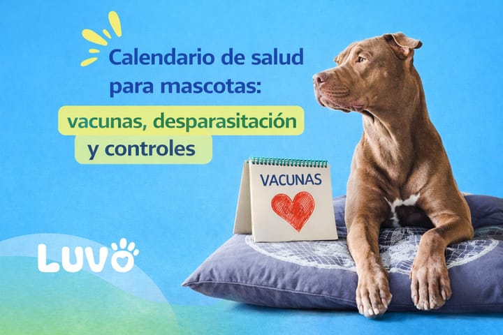 Calendario de salud para mascotas: vacunas, desparasitación y controles