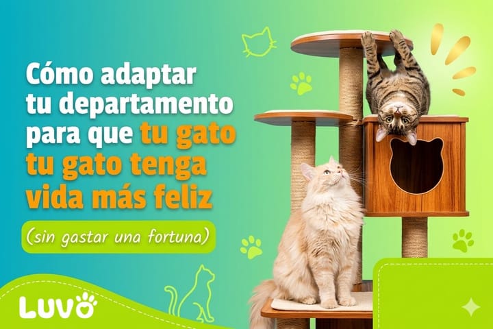 Cómo adaptar tu departamento para que tu gato tenga una vida más feliz (sin gastar una fortuna)