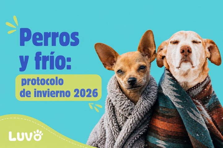 Perros y frío: protocolo de invierno 2026 para saber cuándo necesitan abrigo (y cuándo no)