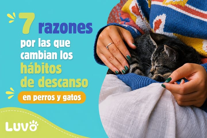 “Antes dormía conmigo y ahora no”: 7 razones por las que cambian los hábitos de descanso en perros y gatos