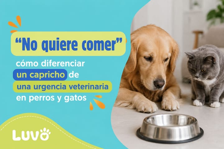 "No quiere comer": cómo diferenciar un capricho de una urgencia veterinaria en perros y gatos