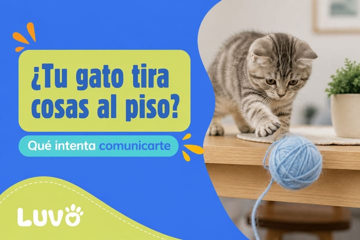 ¿Tu gato tira cosas al piso? Qué intenta comunicarte y cómo corregir esa conducta sin castigarlo